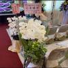 (限殯儀館)璀燦星空走道蘭花-3對以上出貨-出貨照片
