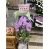 3對以上出貨(限殯儀館) 璀燦星空走道粉蘭花-出貨照片