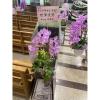 3對以上出貨(限殯儀館) 璀燦星空走道粉蘭花-出貨照片