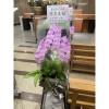 出租璀燦星空走道粉蘭花(3對以上出貨限殯儀館)-出貨照片