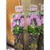 出租璀燦星空走道粉蘭花(3對以上出貨限殯儀館)-出貨照片