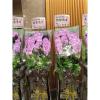 出租璀燦星空走道粉蘭花(3對以上出貨限殯儀館)-出貨照片