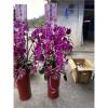 7株紅花中空高盆蝴蝶蘭-出貨照片