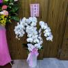 6株高盆蘭花(白)-出貨照片