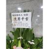典雅高架花籃(B款)-出貨照片