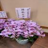9株蘭花(粉)-出貨照片
