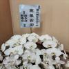 7株蘭花(白)-出貨照片