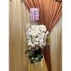 (出租)台式蘭花盆景(白)限殯儀館內-出貨照片