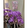 5株蘭花(粉)-出貨照片