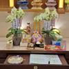 靈桌小蘭花(一對共4株)-出貨照片
