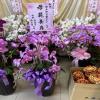 5株蘭花盆景(粉)-出貨照片