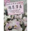 5株蘭花盆景(白)-出貨照片