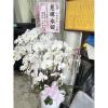 5株白色蘭花-出貨照片