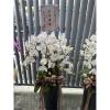 8株白色蘭花-出貨照片