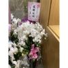 5株白色蘭花-出貨照片