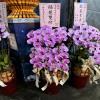 6株高雅蘭花B款(粉色)-出貨照片