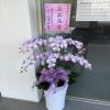 六株高盆蘭花(粉)-出貨照片