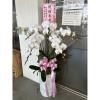 五株高盆蘭花(白)-出貨照片