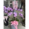 六株高盆蘭花(粉)(後龍、苗栗、頭屋、南庄)-出貨照片