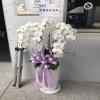5株白色蘭花(落地型)-出貨照片