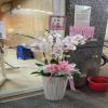 七株粉色蘭花組合盆-出貨照片