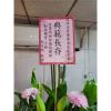 追思高架花籃-出貨照片