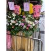 藝術高架花籃-出貨照片