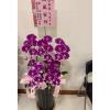 五株典雅蘭花(粉色)-出貨照片