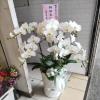 典雅六株蘭花盆(白)-出貨照片