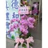 典雅七株蘭花盆(粉)-出貨照片