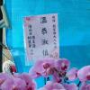 6株蘭花盆景(粉)-出貨照片