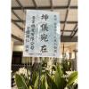 追思花籃C款-出貨照片