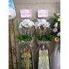 璀璨星空蘭花 (白色蘭花買斷 / 底座需回收)高架175cm-出貨照片