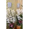 出租蘭花(白/限館內告別式會場)-出貨照片