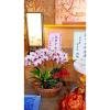 3株靈前蘭花(限中壢殯儀館及周圍私人會館)-出貨照片