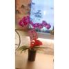 單株靈前蘭花(限中壢殯儀館及周圍私人會館)-出貨照片