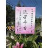 典雅高架花籃01-出貨照片