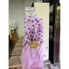粉色出租蘭花(限殯儀館內告別式單場)基殯、桃殯、中壢殯-出貨照片