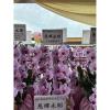 粉色出租蘭花(限殯儀館內告別式單場)-出貨照片