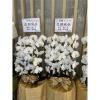 白色出租蘭花(限殯儀館內告別式單場)-出貨照片