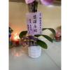 靈桌小蘭花-出貨照片