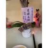 靈桌小蘭花-出貨照片