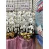 白色出租蘭花(限殯儀館內告別式單場)-出貨照片