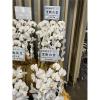白色出租蘭花(限殯儀館內告別式單場)-出貨照片