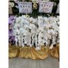 白色出租蘭花(限殯儀館內告別式單場)-出貨照片