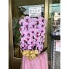 粉色出租蘭花(限殯儀館內告別式單場)基殯、桃殯、中壢殯-出貨照片