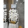 白色出租蘭花(限殯儀館內告別式單場)-出貨照片