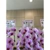粉色出租蘭花(限殯儀館內告別式單場)-出貨照片