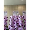 粉色出租蘭花(限殯儀館內告別式單場)-出貨照片