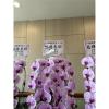粉色出租蘭花(限殯儀館內告別式單場)-出貨照片
